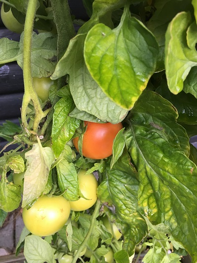 Tomater i November