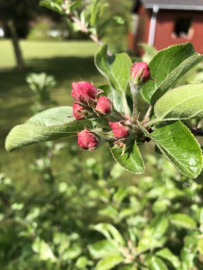 Æble blomster