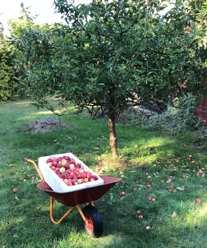 Æble høst